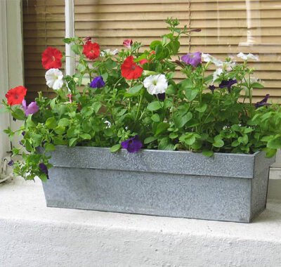 Window-Boxes